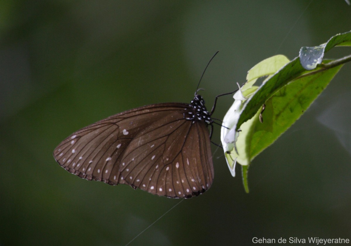 Euploea phaenareta Schaller, 1758